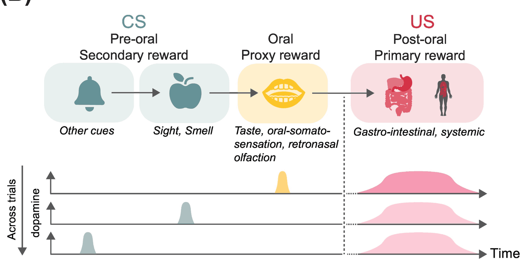 Rethinking reinforcement learning: the interoceptive origins of reward
